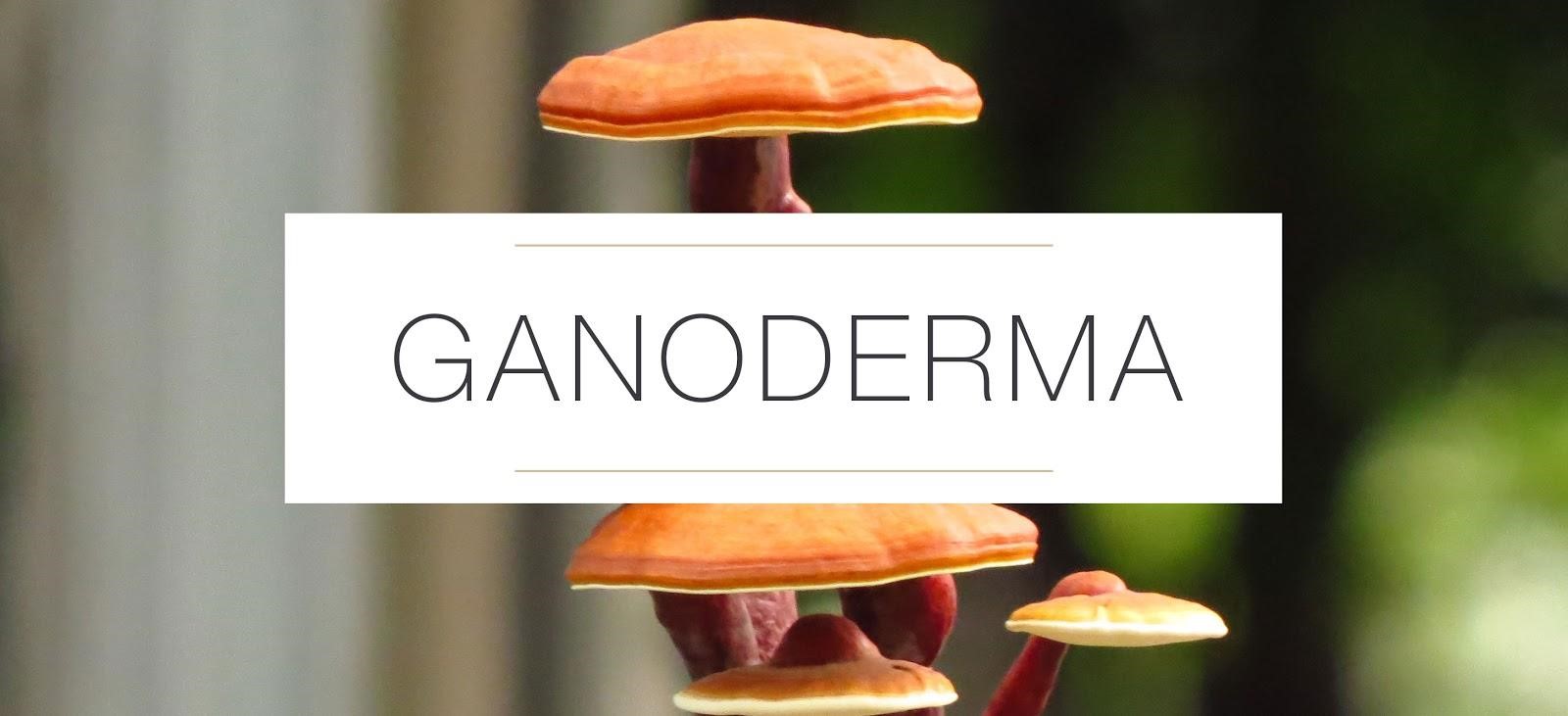 تاثیر قارچ گانودرما بر روی پوست